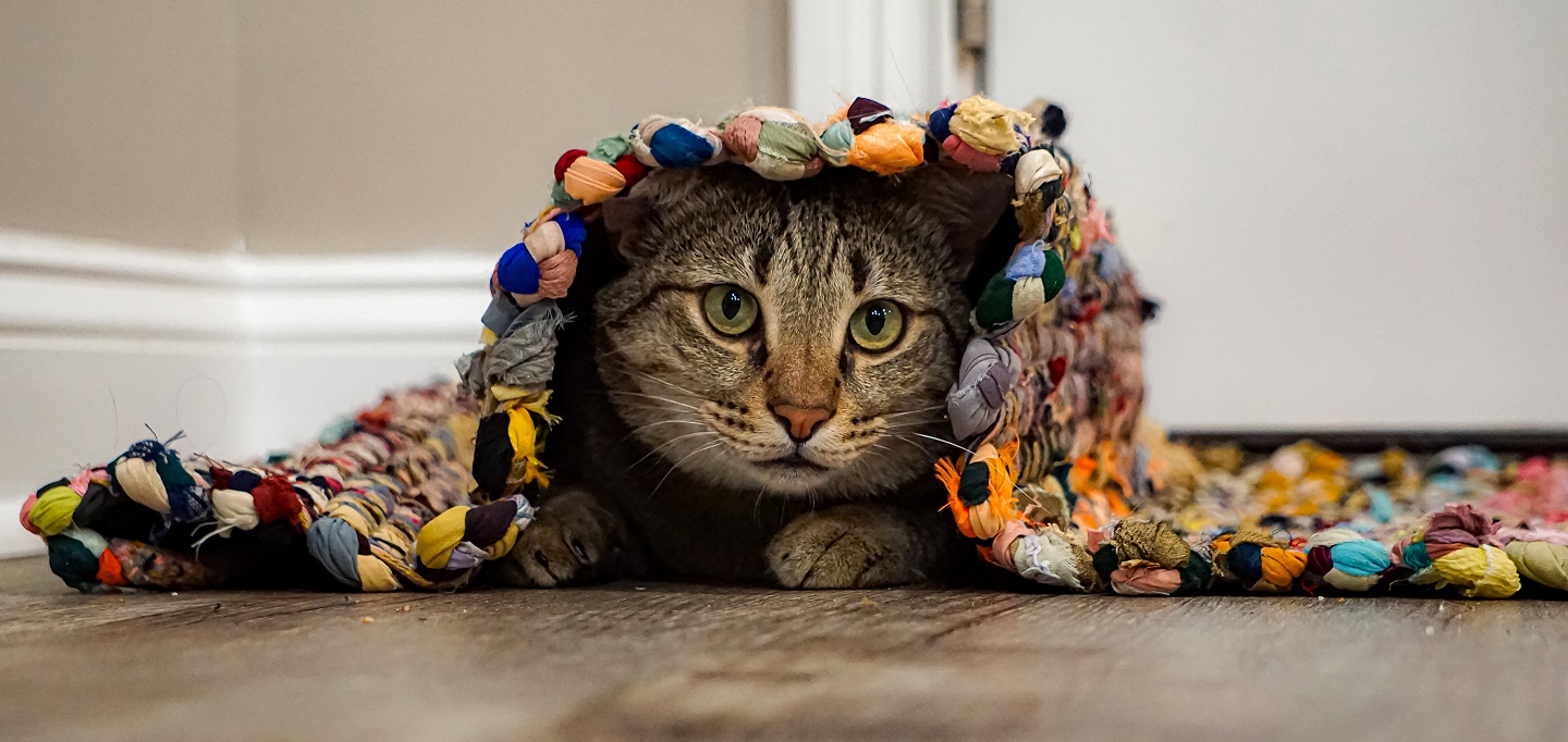 How To Get Rid of Cat Pee Smell on Your Rug