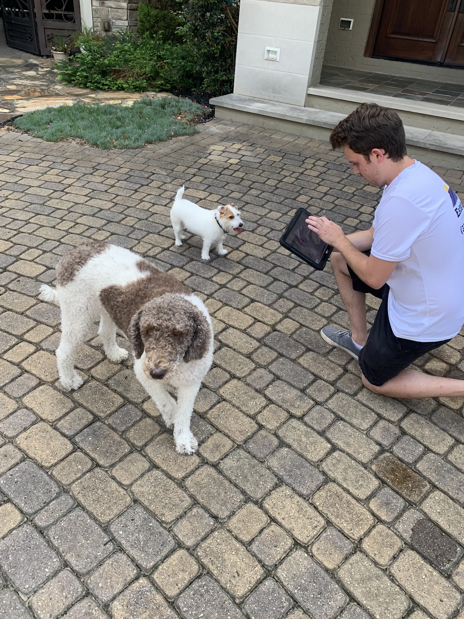 Man in a white t-shirt kneeling on a paver driveway showing a tablet to two curious dogs.