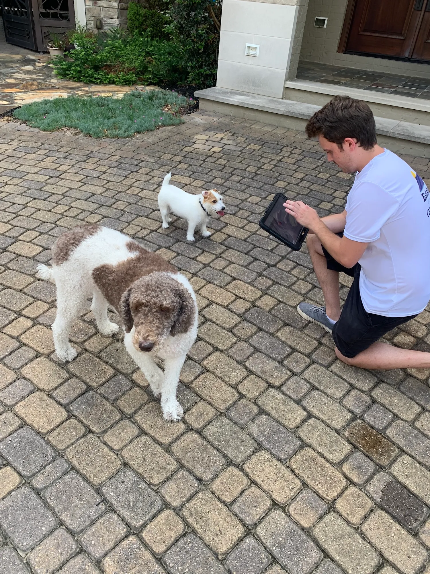 Man in a white t-shirt kneeling on a paver driveway showing a tablet to two curious dogs.