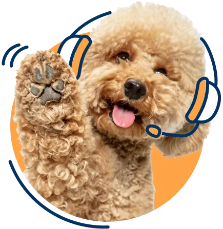 Hund schaut in Kamera: Mit einem Krankenschutz für Hunde sind Sie gut abgesichert