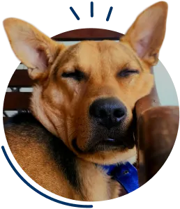 Hund schaut in Kamera: Mit einem Krankenschutz für Hunde sind Sie gut abgesichert