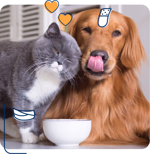 Eine zufriedene Katze mit Verband und ein Hund mit Pflaster auf der Stirn sitzen Seite an Seite vor einem Futternapf – bestens abgesichert durch petolo. Mit Gesundheitsbudget, OP-Schutz und kostenloser Videosprechstunde ist für über 100.000 Tiere bereits bestens gesorgt.
