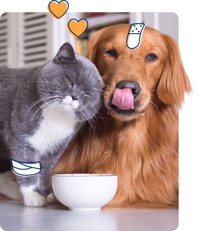 Eine zufriedene Katze mit Verband und ein Hund mit Pflaster auf der Stirn sitzen Seite an Seite vor einem Futternapf – bestens abgesichert durch petolo. Mit Gesundheitsbudget, OP-Schutz und kostenloser Videosprechstunde ist für über 100.000 Tiere bereits bestens gesorgt.