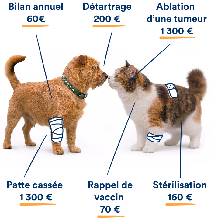 Chien et chat avec bandages illustrant coûts vétérinaires : bilan, détartrage, ablation, patte cassée, vaccin, stérilisation.