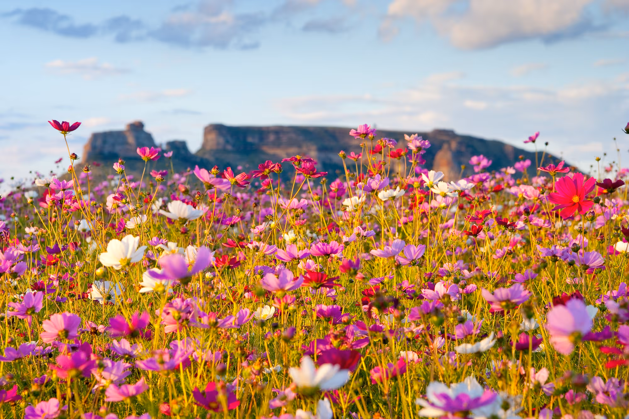 Ground-up shot of pink and white wildflowers with Table Mountain, blurry in the distance.u