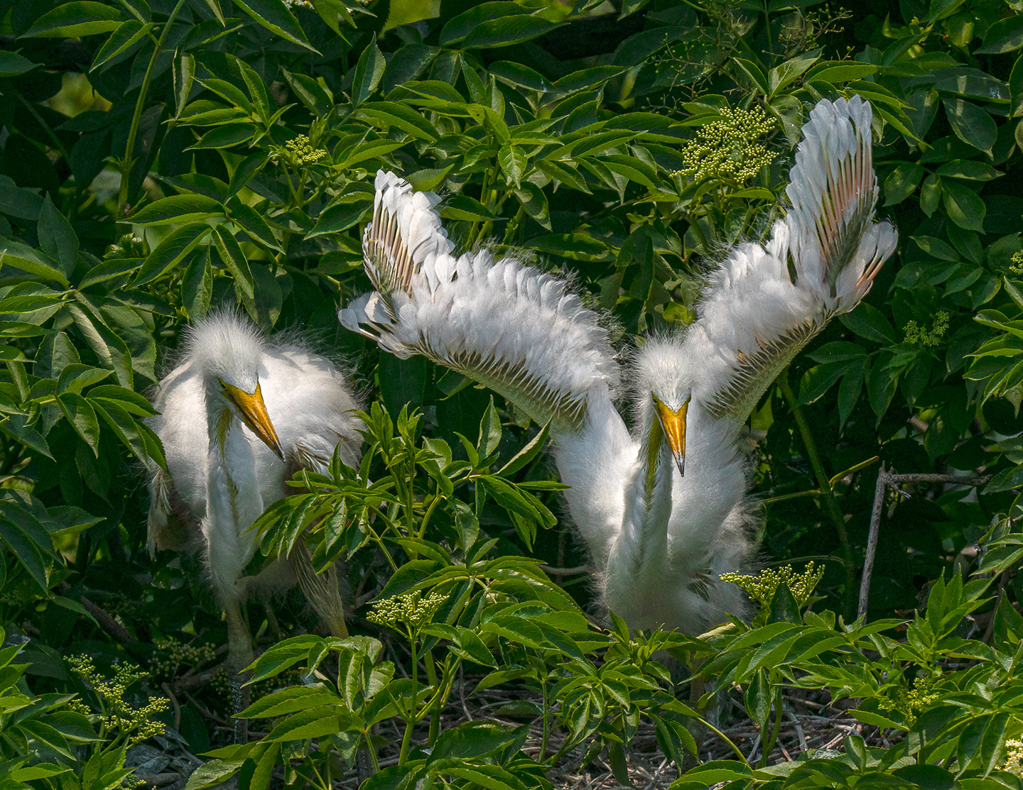 Fine art photo of snowy egret hatchlings by Alan Powell