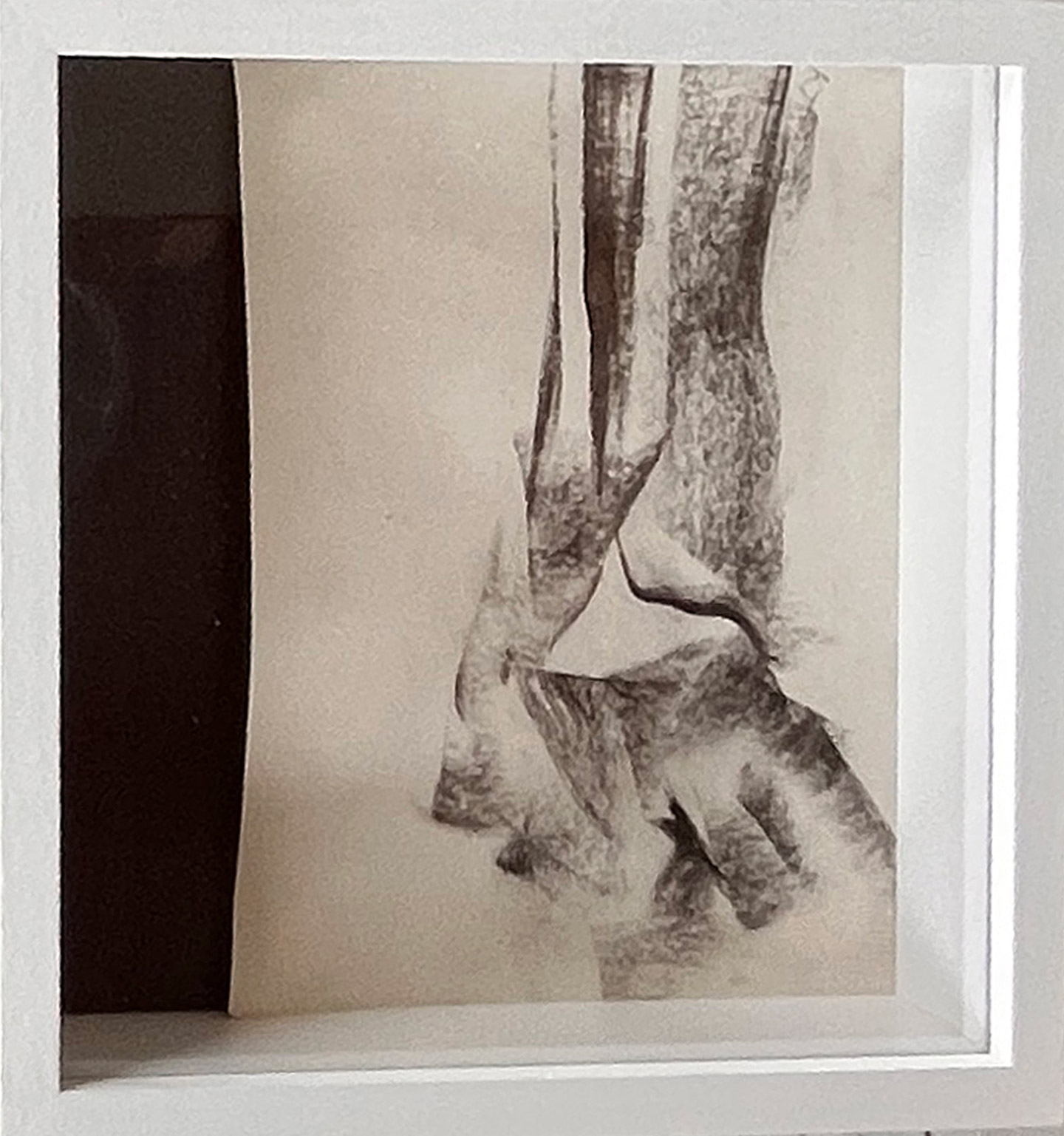 Bone image by artist, Kate Taverna