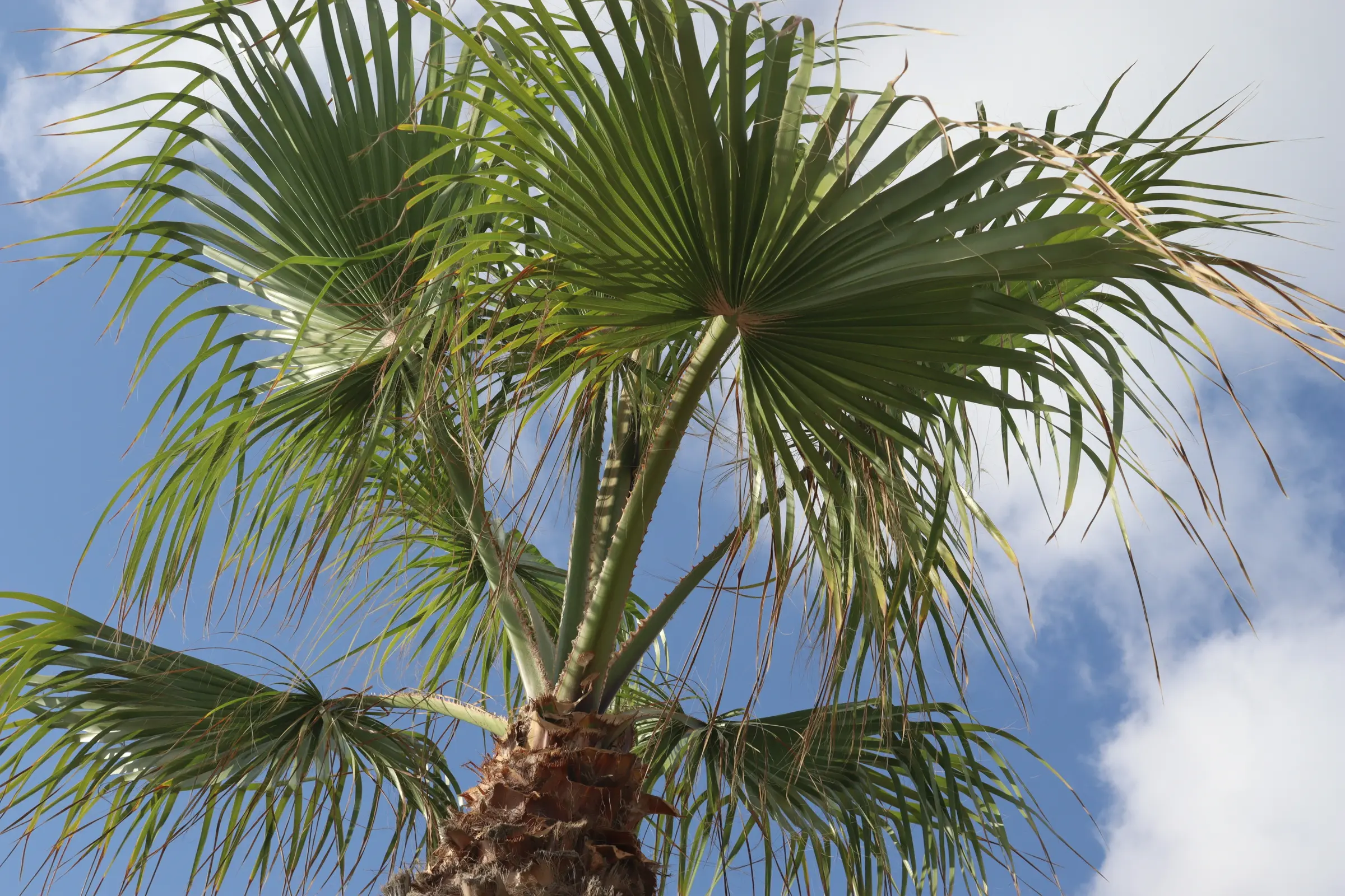 Israel palm