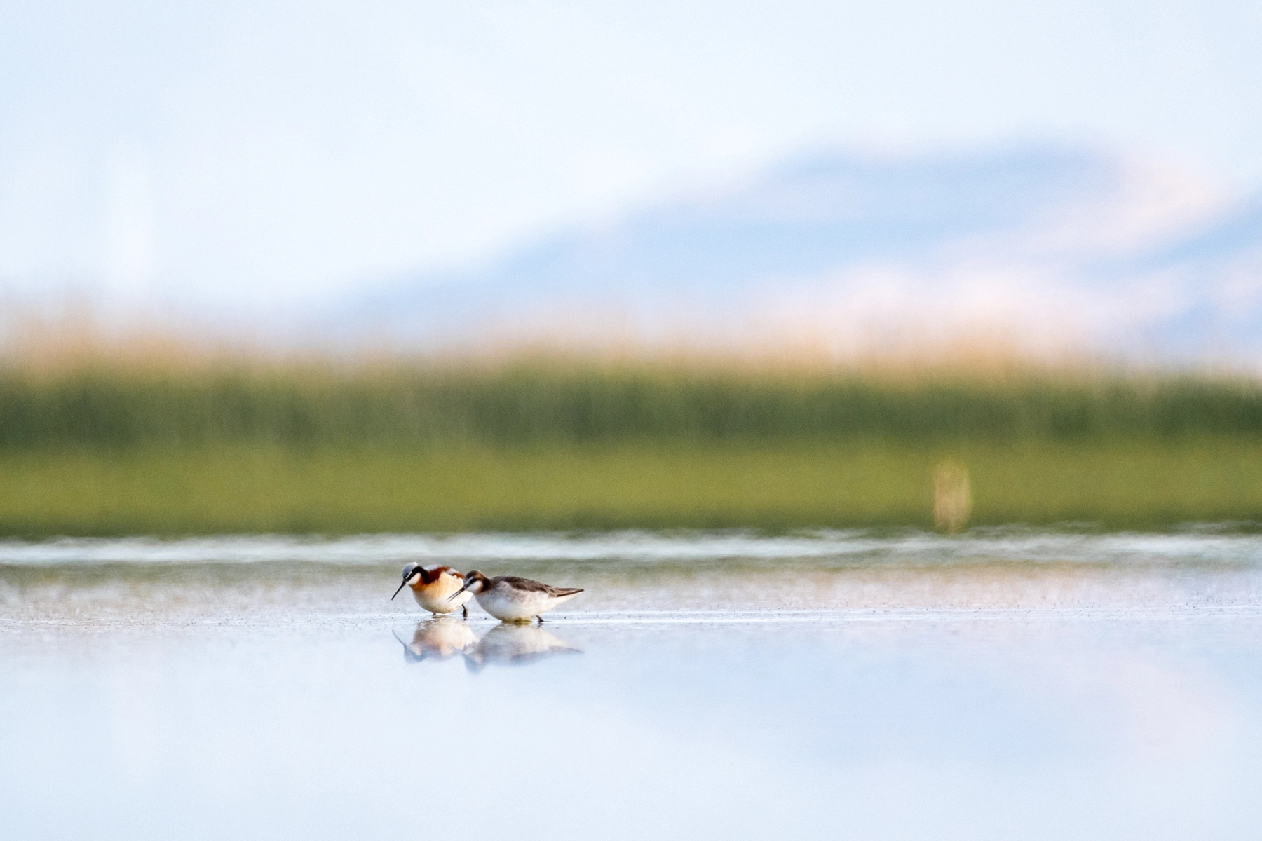 Wilson's Phalaropes, Great Salt Lake, Endangered
