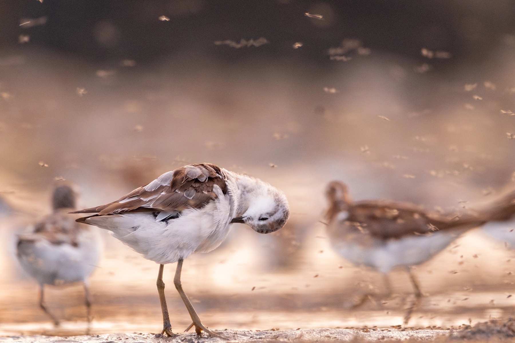 Wilson's Phalaropes, Great Salt Lake, Endangered, Brine Flies
