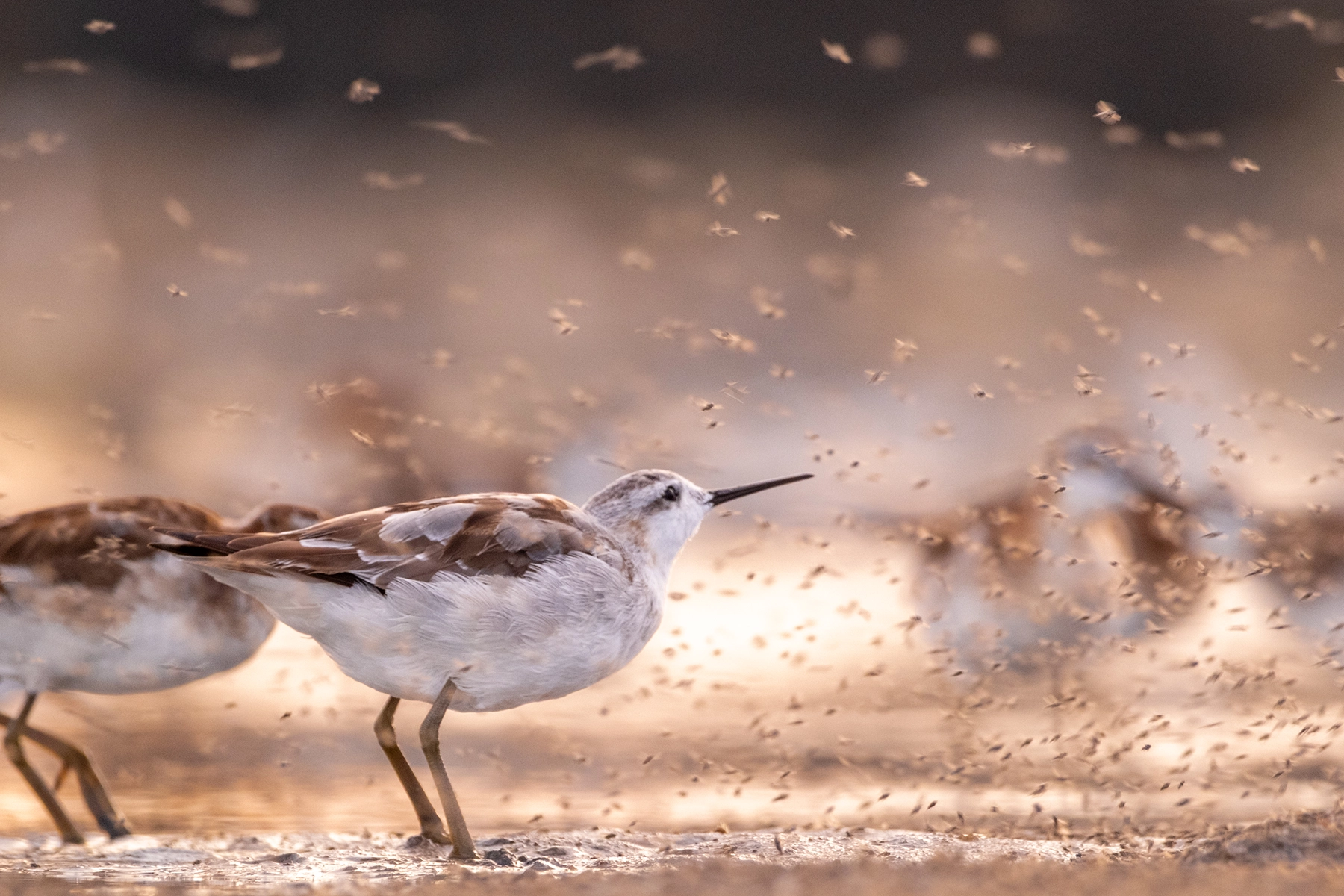 Wilson's Phalaropes, Great Salt Lake, Endangered, Brine Flies