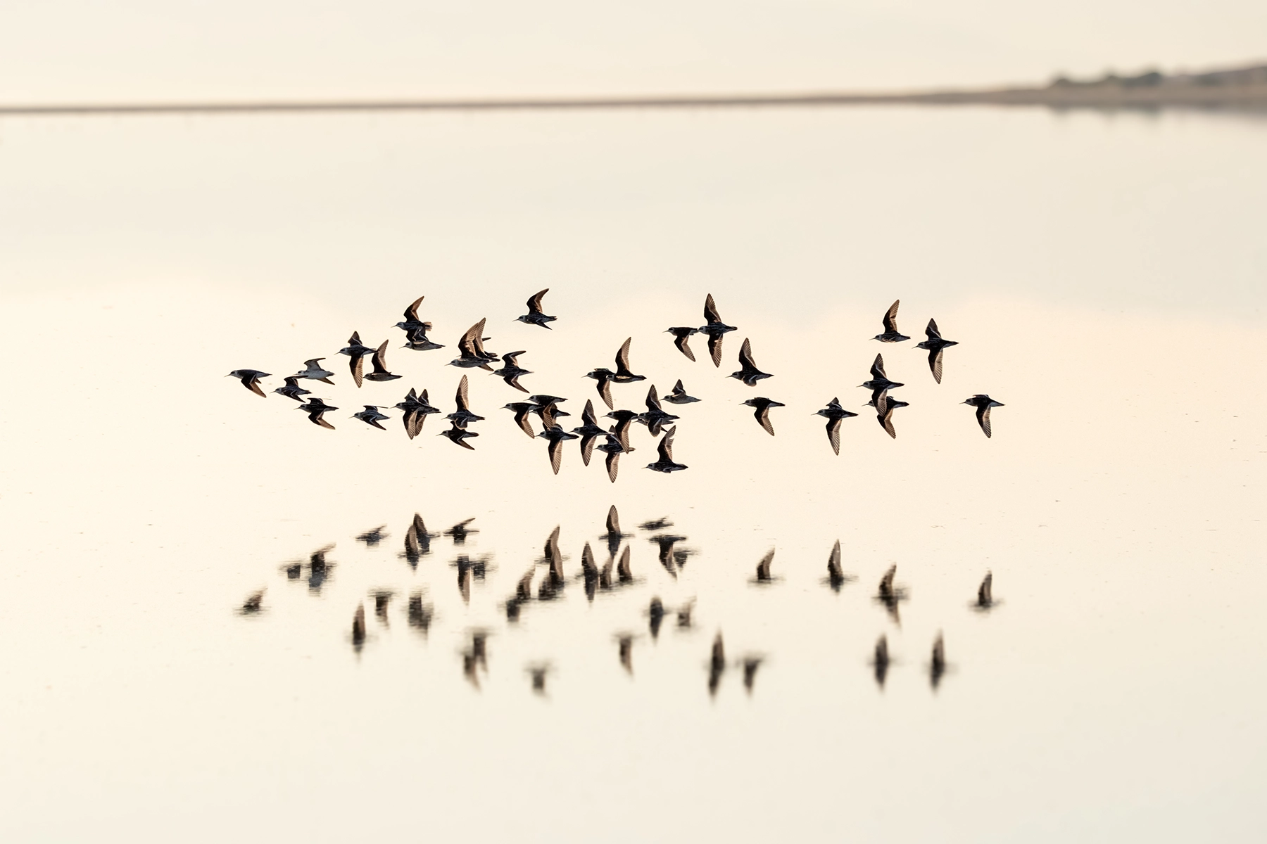 Flocks of Wilson's Phalaropes, Great Salt Lake, Endangered