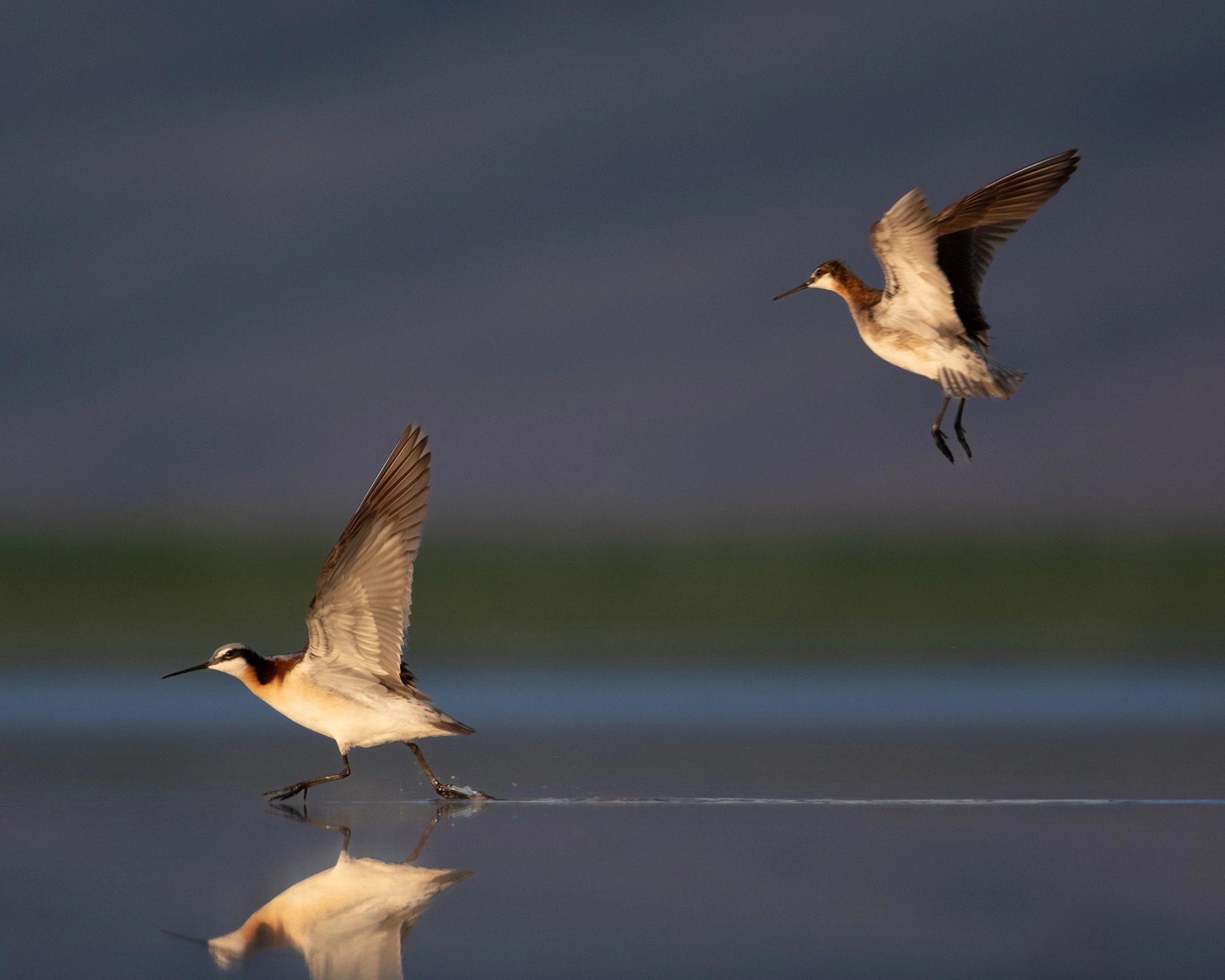 Two Wilson's Phalaropes 