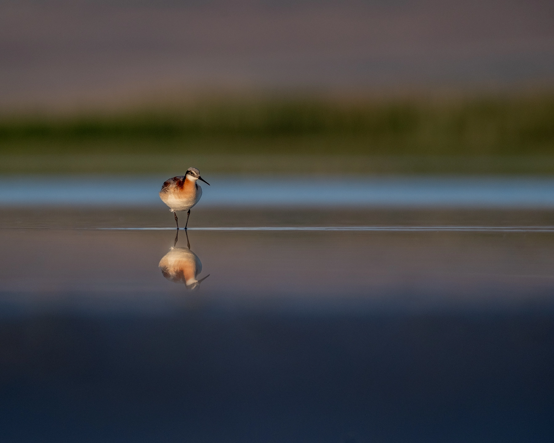 Wilson's Phalarope