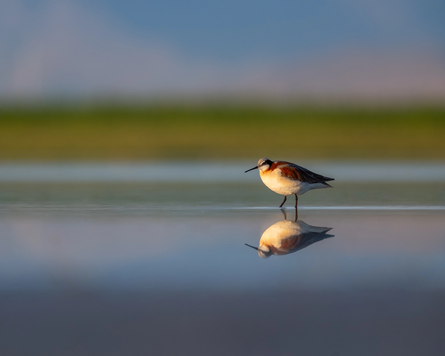 Wilson's Phalaropes