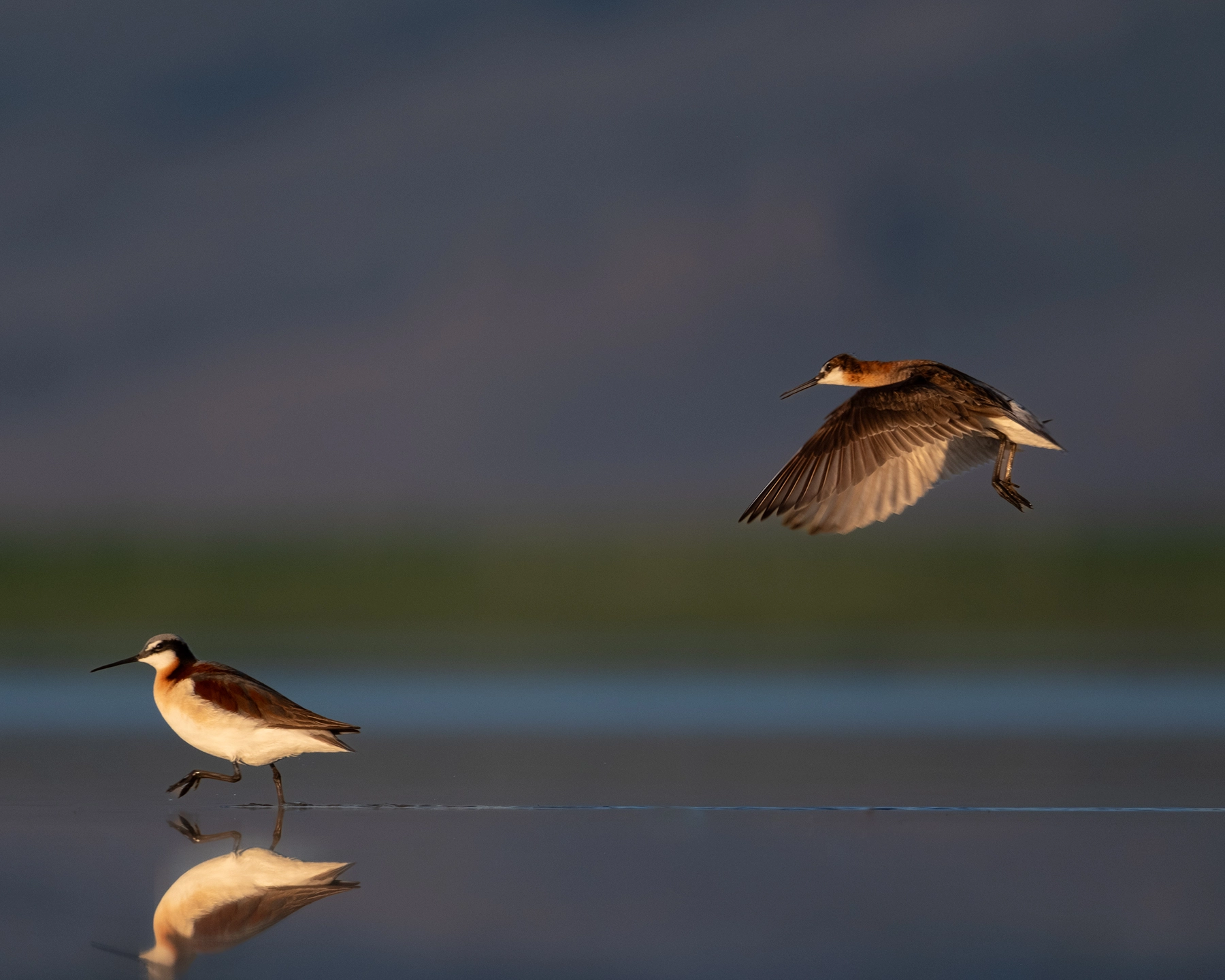 Two Wilson's Phalaropes, Great Salt Lake