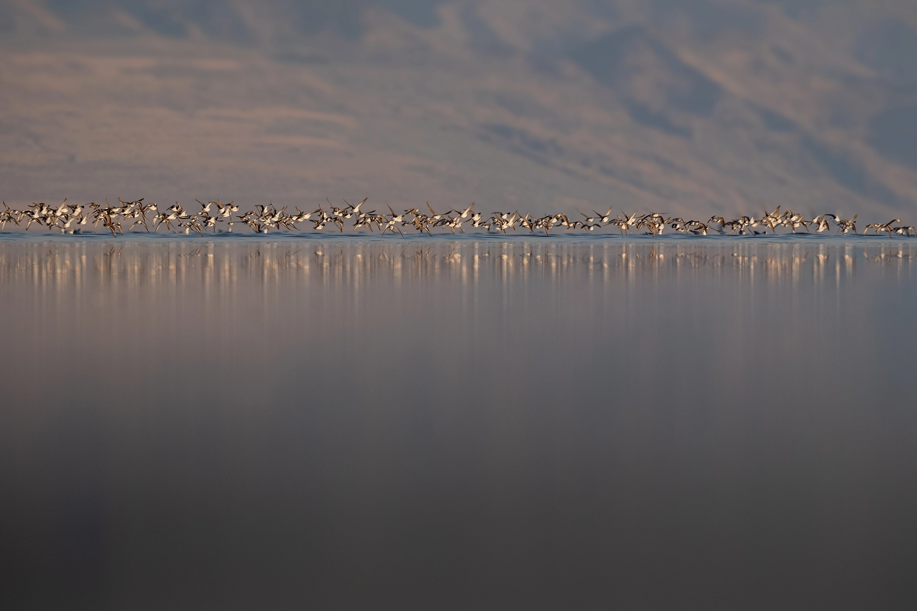 Wilson's Phalaropes, Great Salt Lake, Endangered, Brine Flies