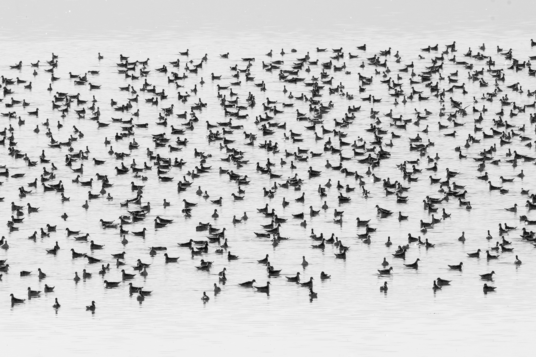 Wilson's Phalaropes, Great Salt Lake, Endangered, Brine Flies