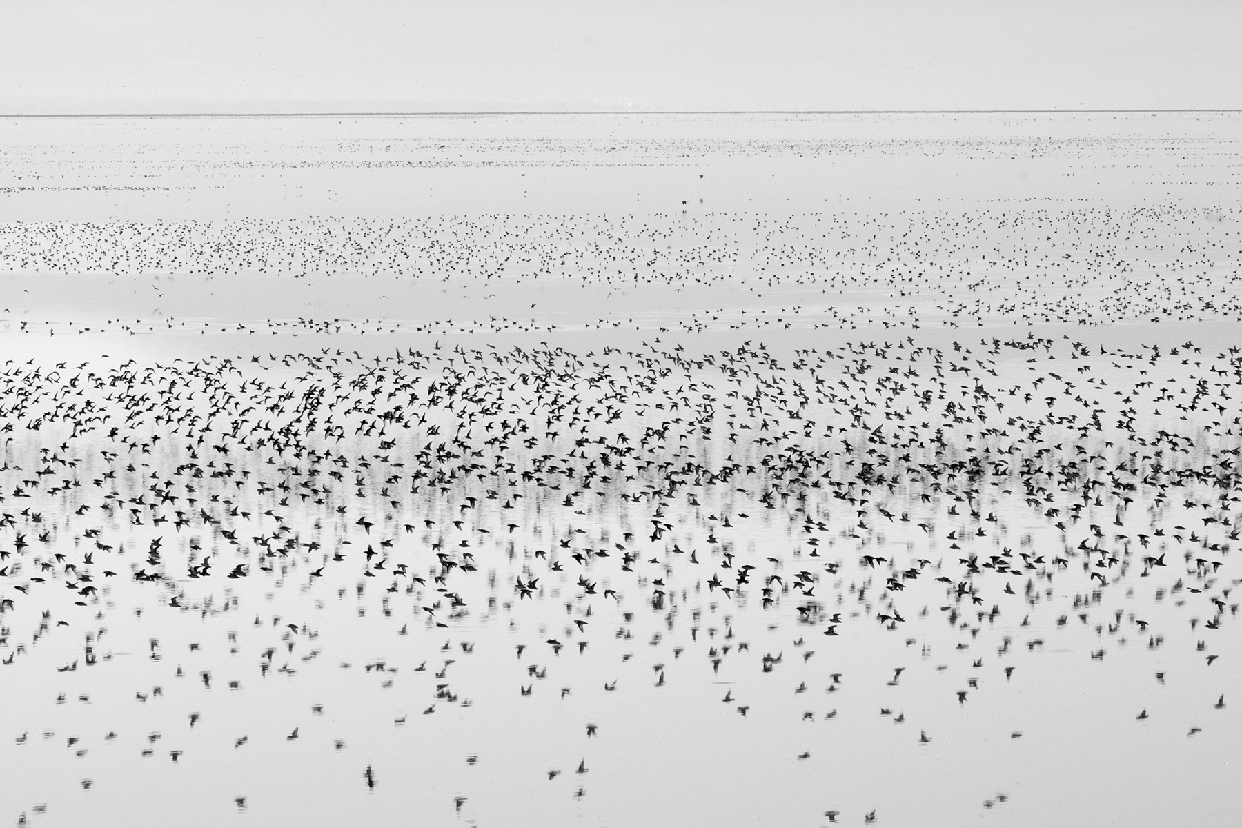 Wilson's Phalaropes, Great Salt Lake, Endangered, Brine Flies
