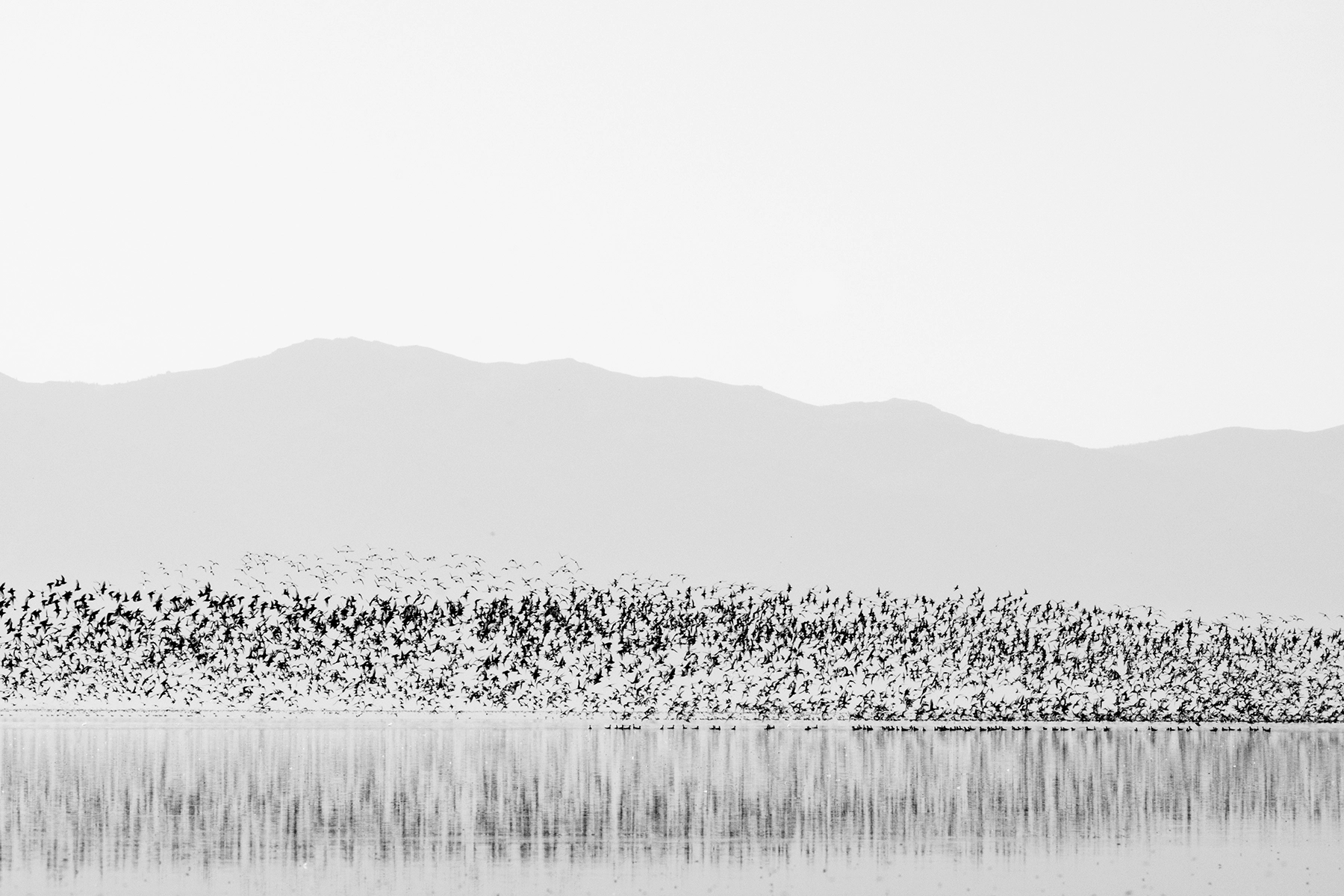 Wilson's Phalaropes, Great Salt Lake, Endangered, Brine Flies