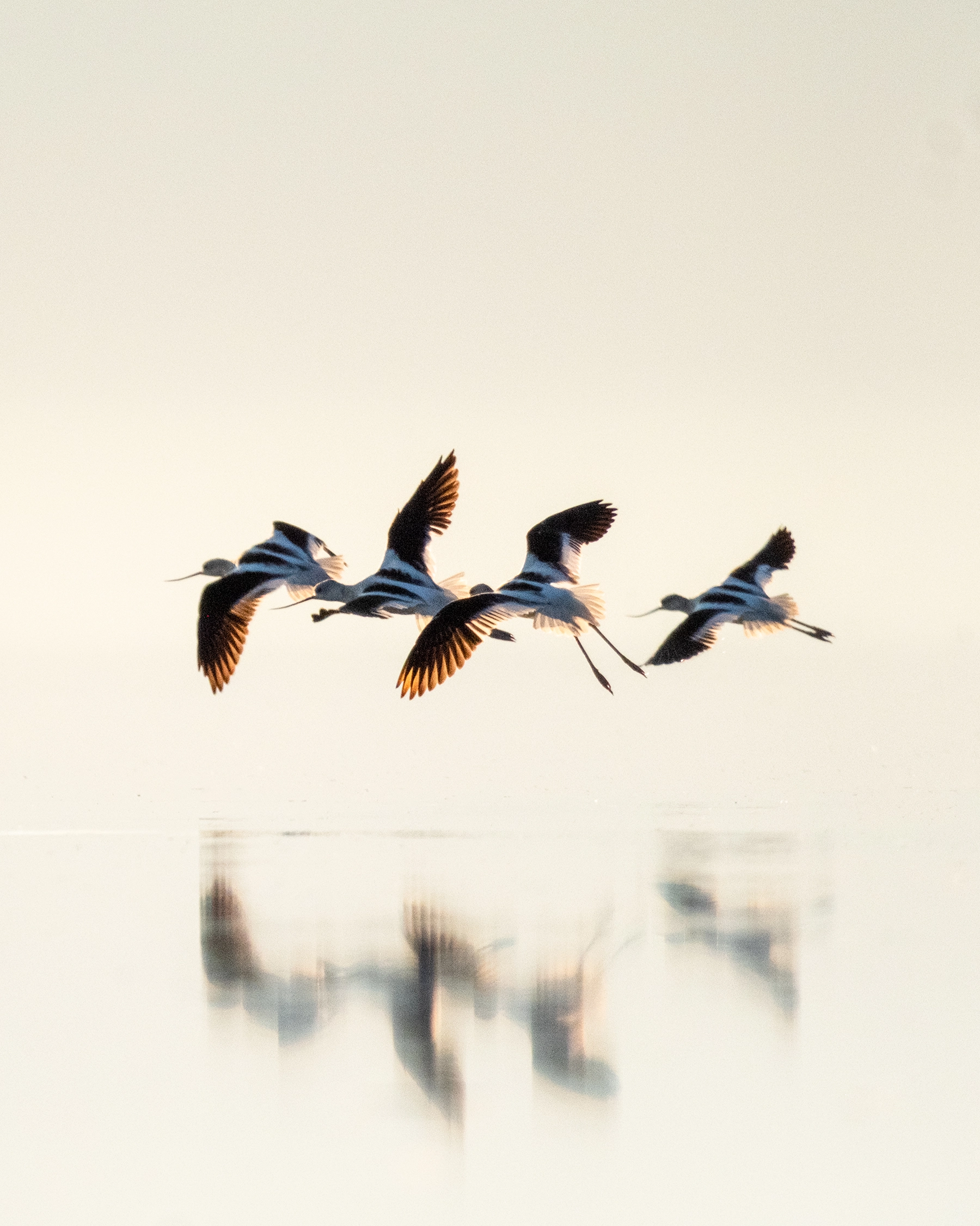 American Avocets flying  near Antelope Island of Great Salt Lake