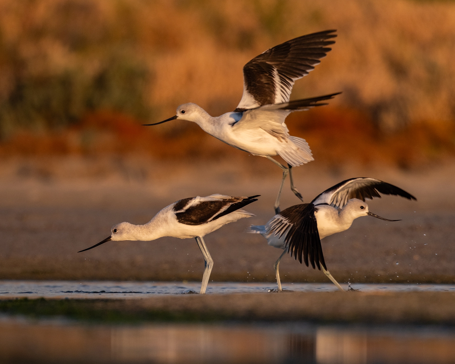 American Avocets flying  near Antelope Island of Great Salt Lake