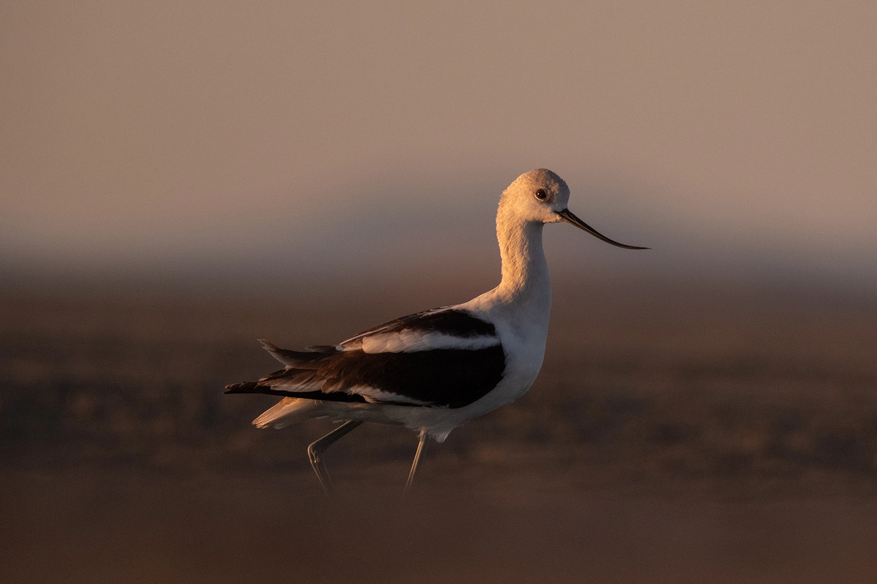 Single American Avocet, Great Salt Lake