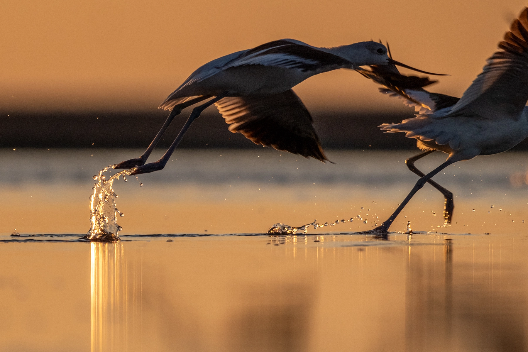 American Avocets flying  near Antelope Island of Great Salt Lake