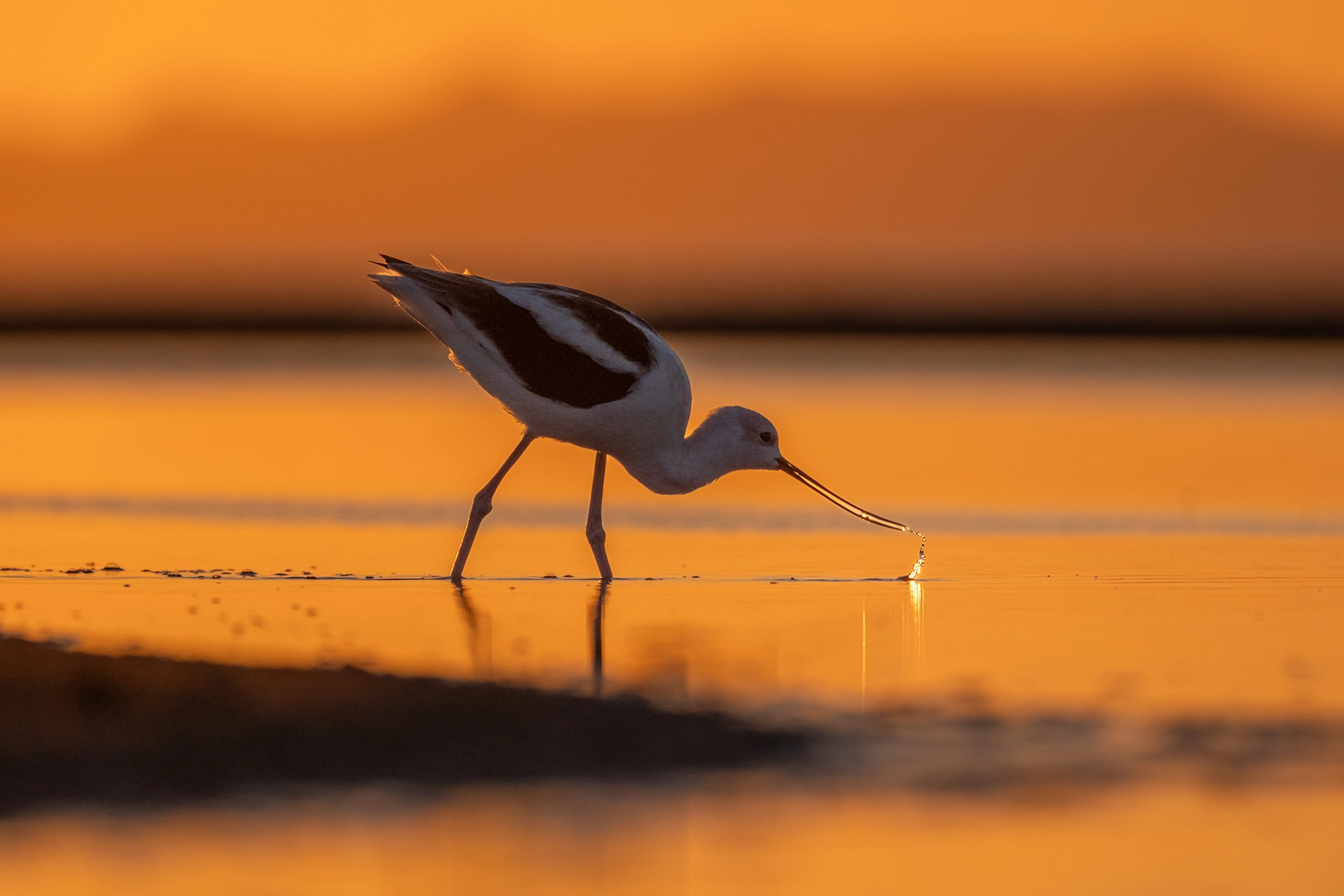 American Avocets flying  near Antelope Island of Great Salt Lake at Sunset