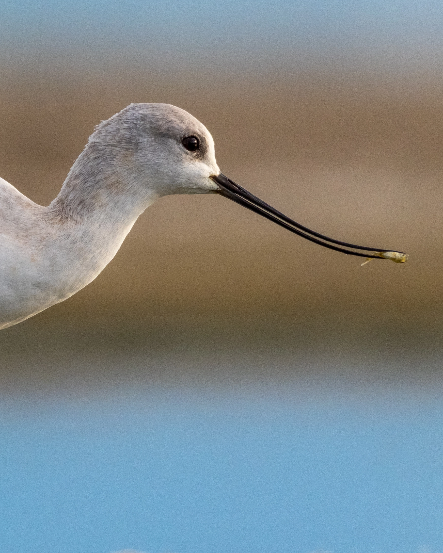 American Avocet near Antelope Island of Great Salt Lake
