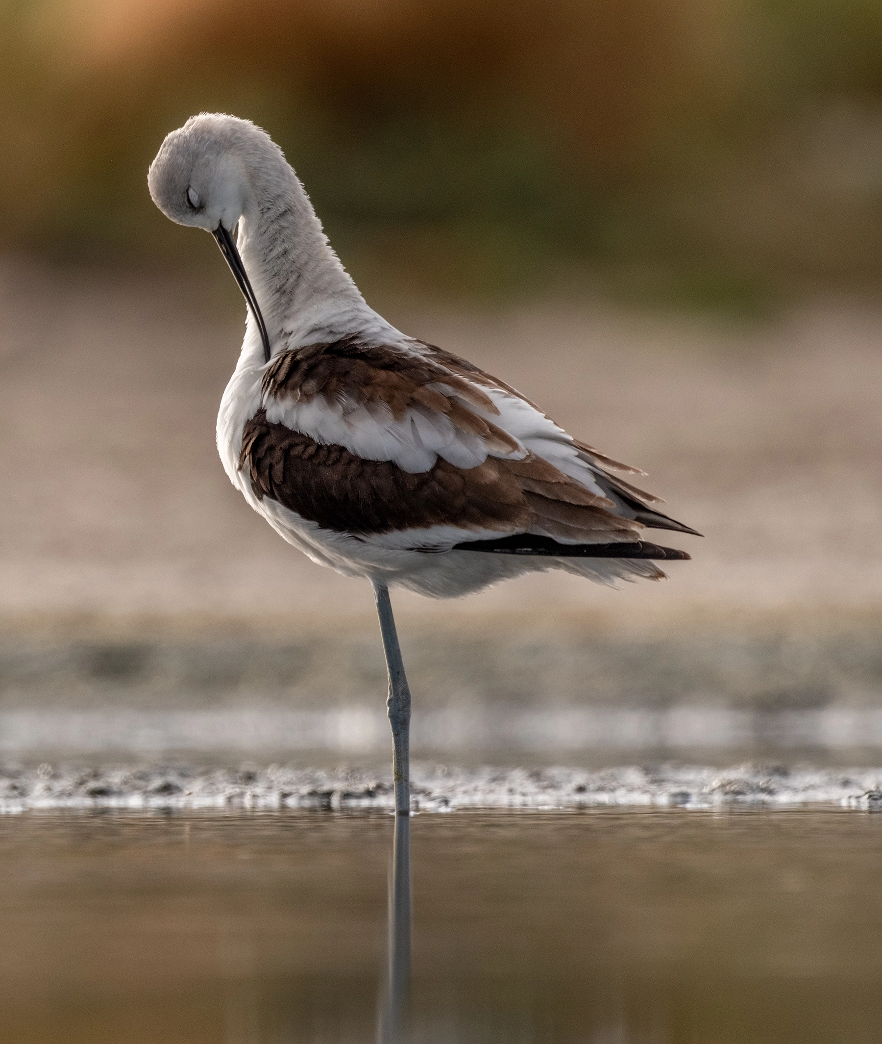 American Avocet grooming itself  near Antelope Island of Great Salt Lake