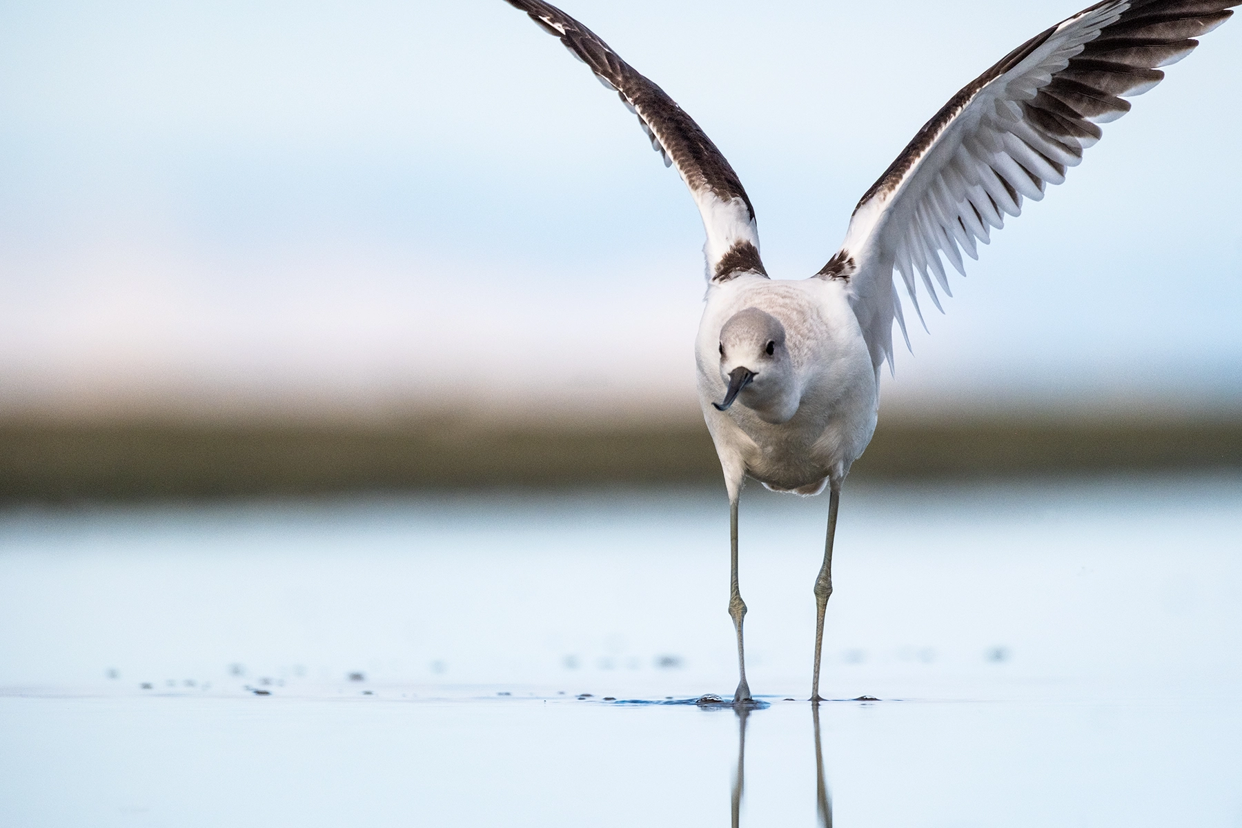 Avocet landing, Great Salt Lake
