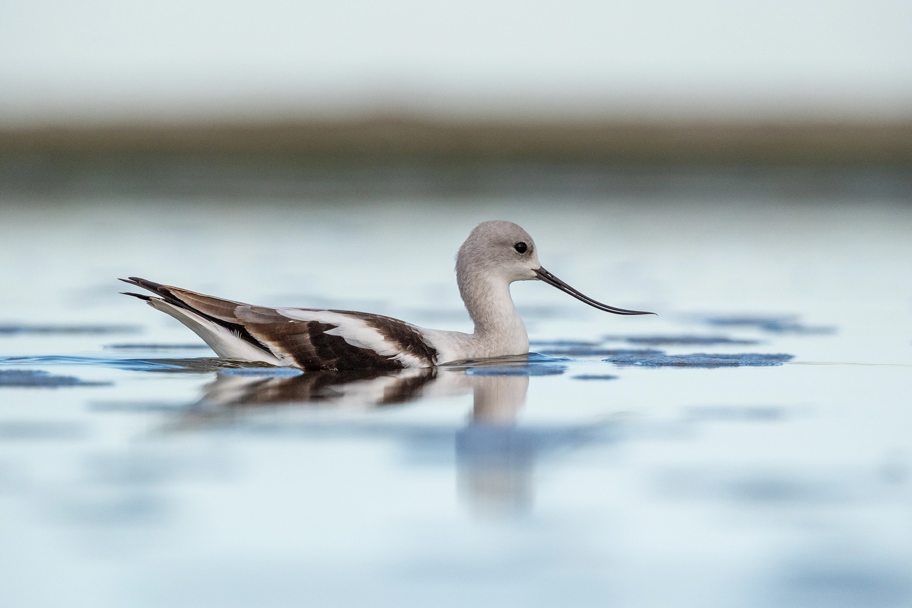 Swimming Avocet