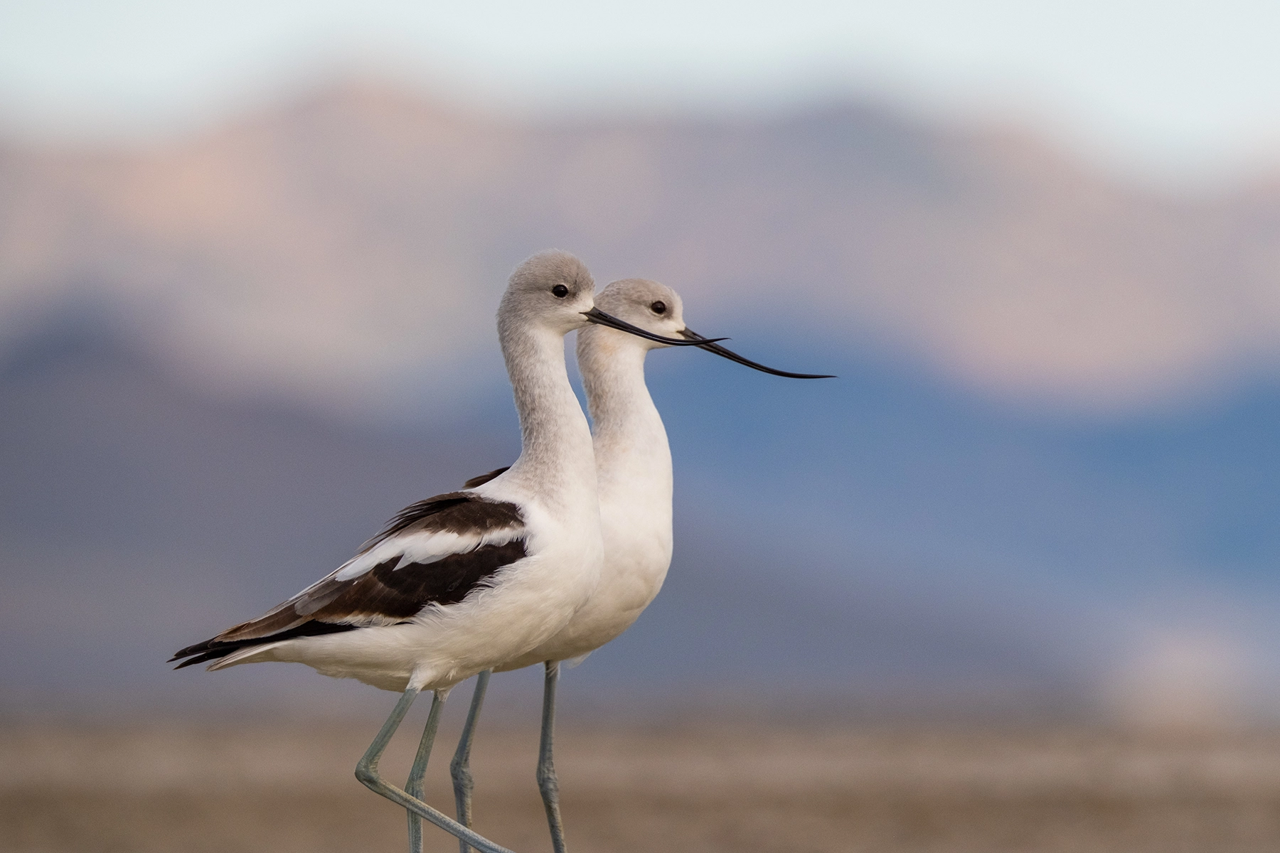 American Avocets  near Antelope Island of Great Salt Lake