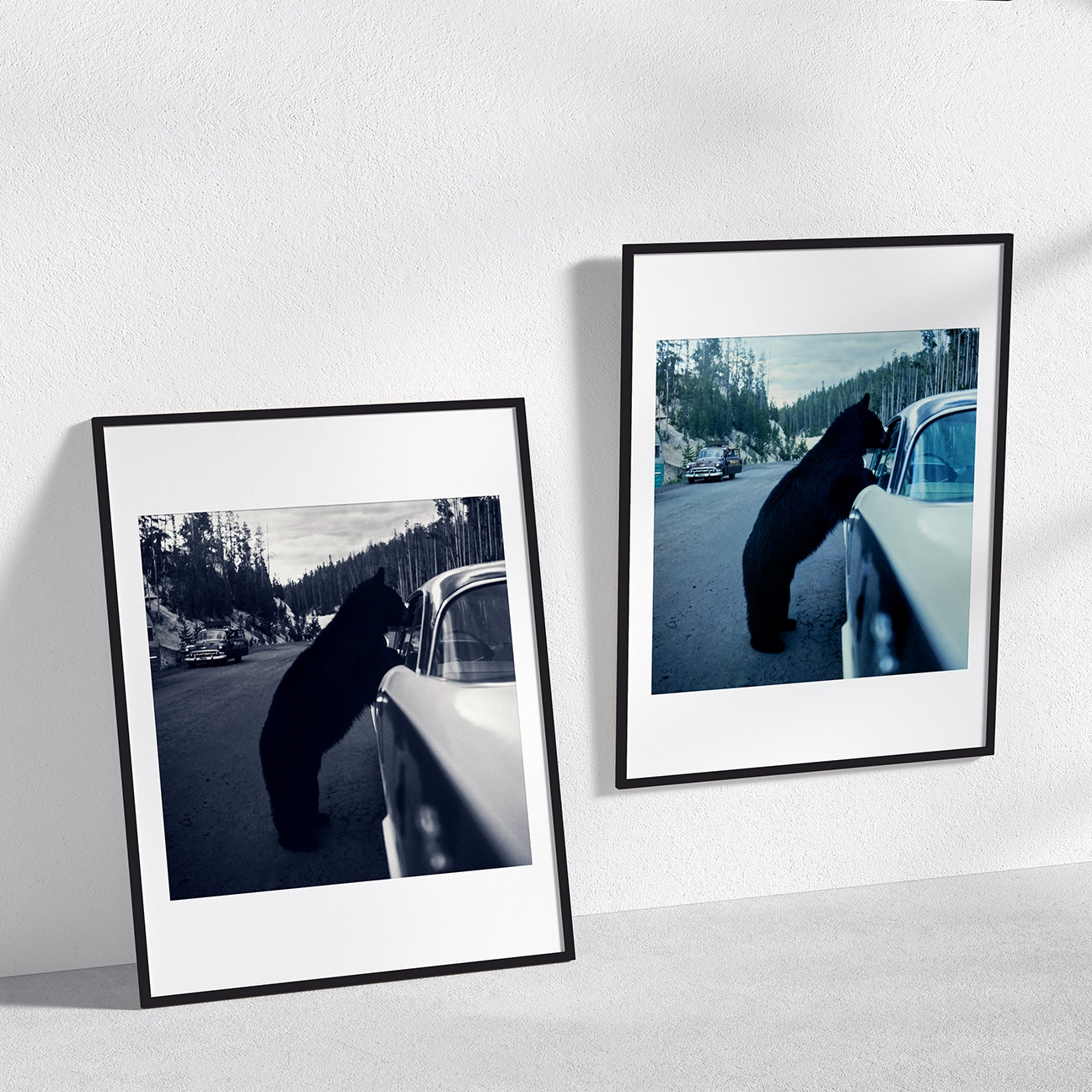 Comparison of “Curious Bear” in black-and-white and color—same black bear by a car window on a mountain road, shown in two tones for home decor.