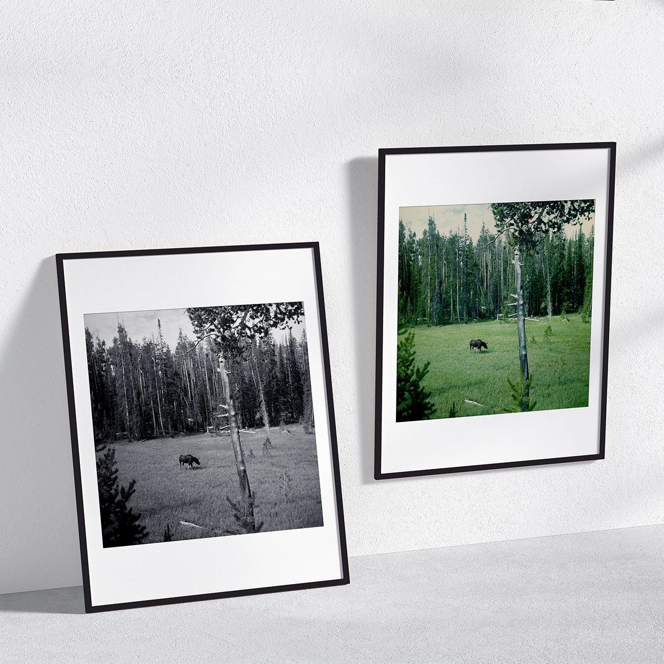Room mockup showing two framed “Moose in Yellowstone” photo prints—one black-and-white and one color—featuring a lone moose grazing in a grassy meadow with a pine forest backdrop.