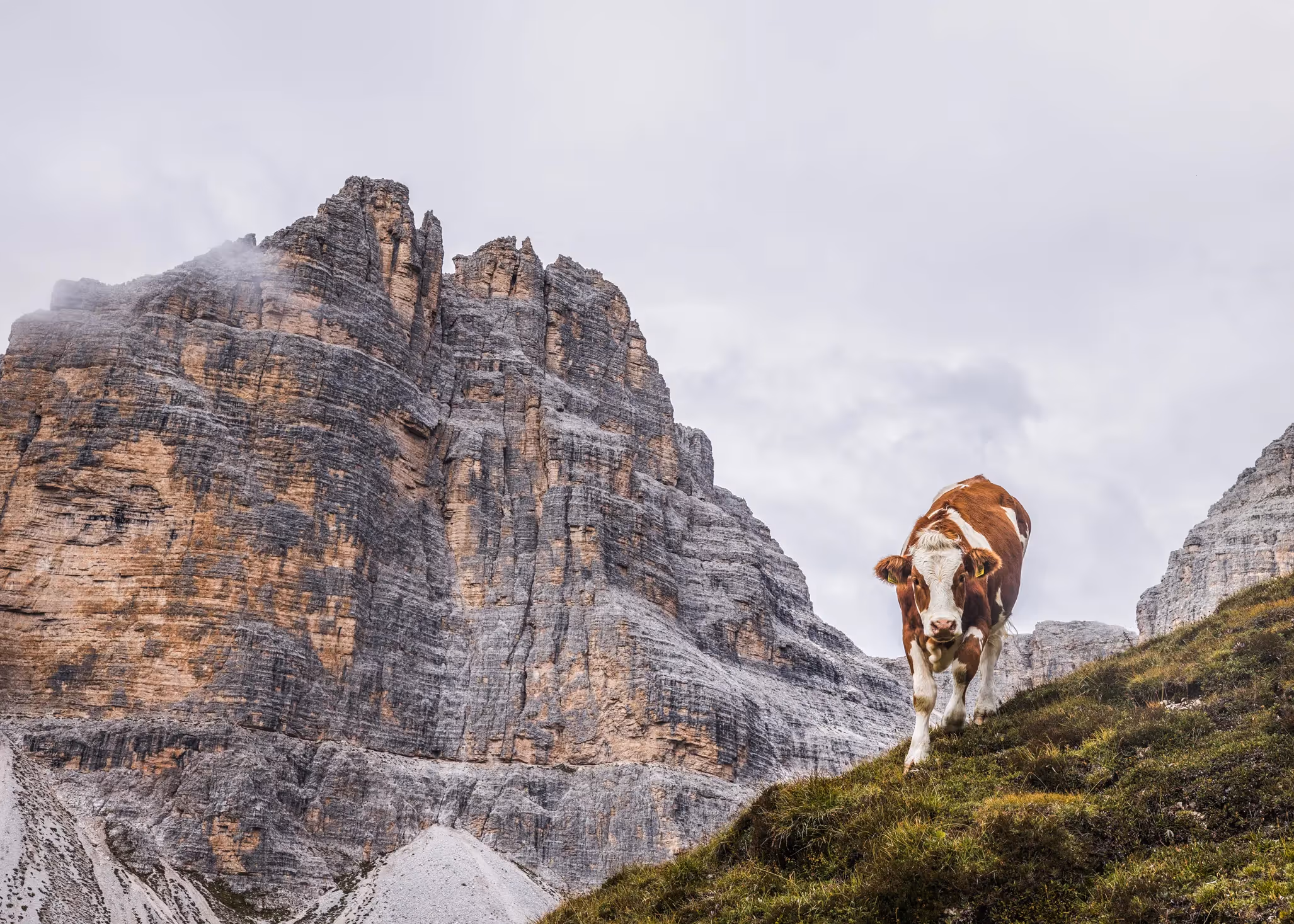 Cow walking on a hill side in the Dolomites