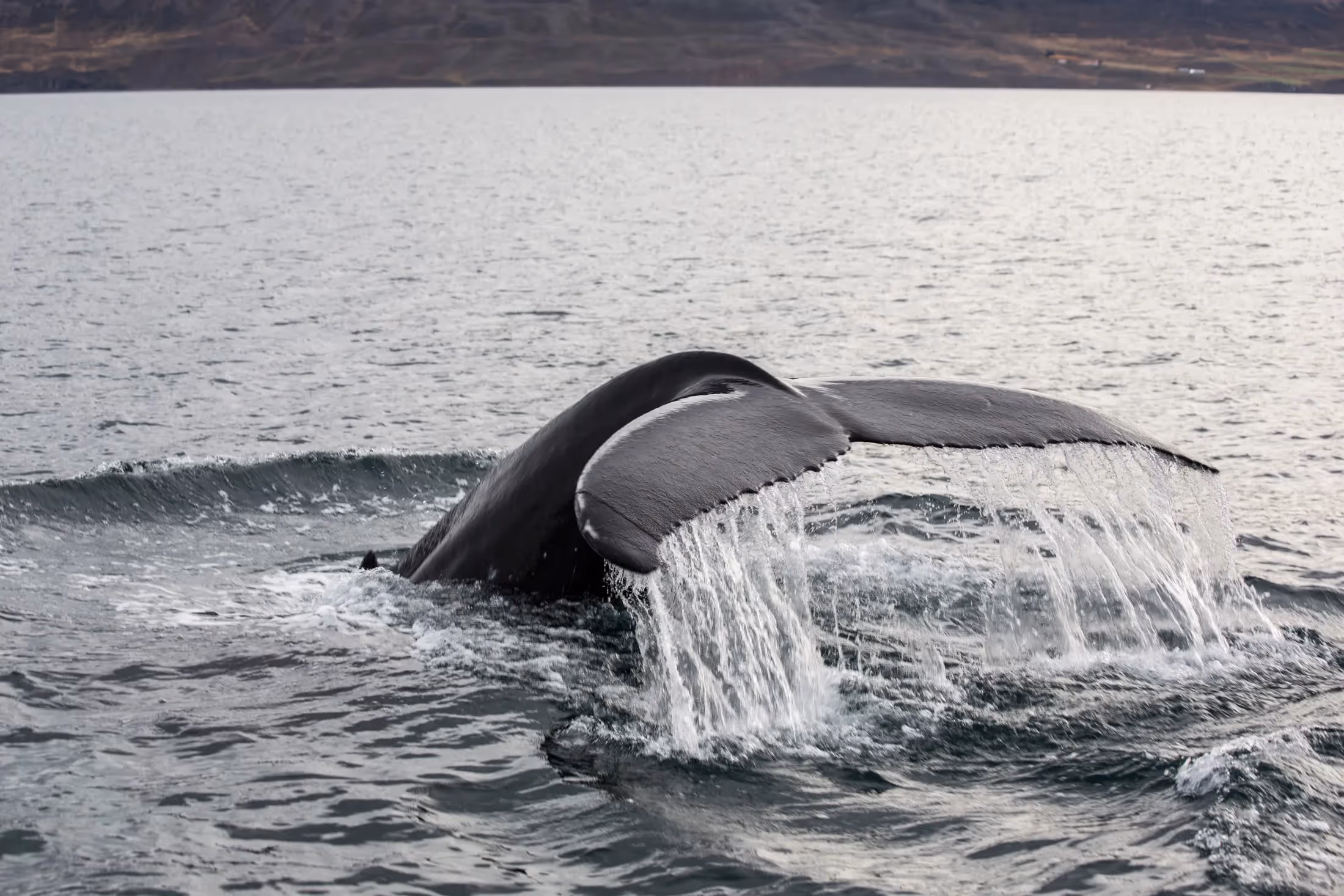 Whale tail coming up out of the water