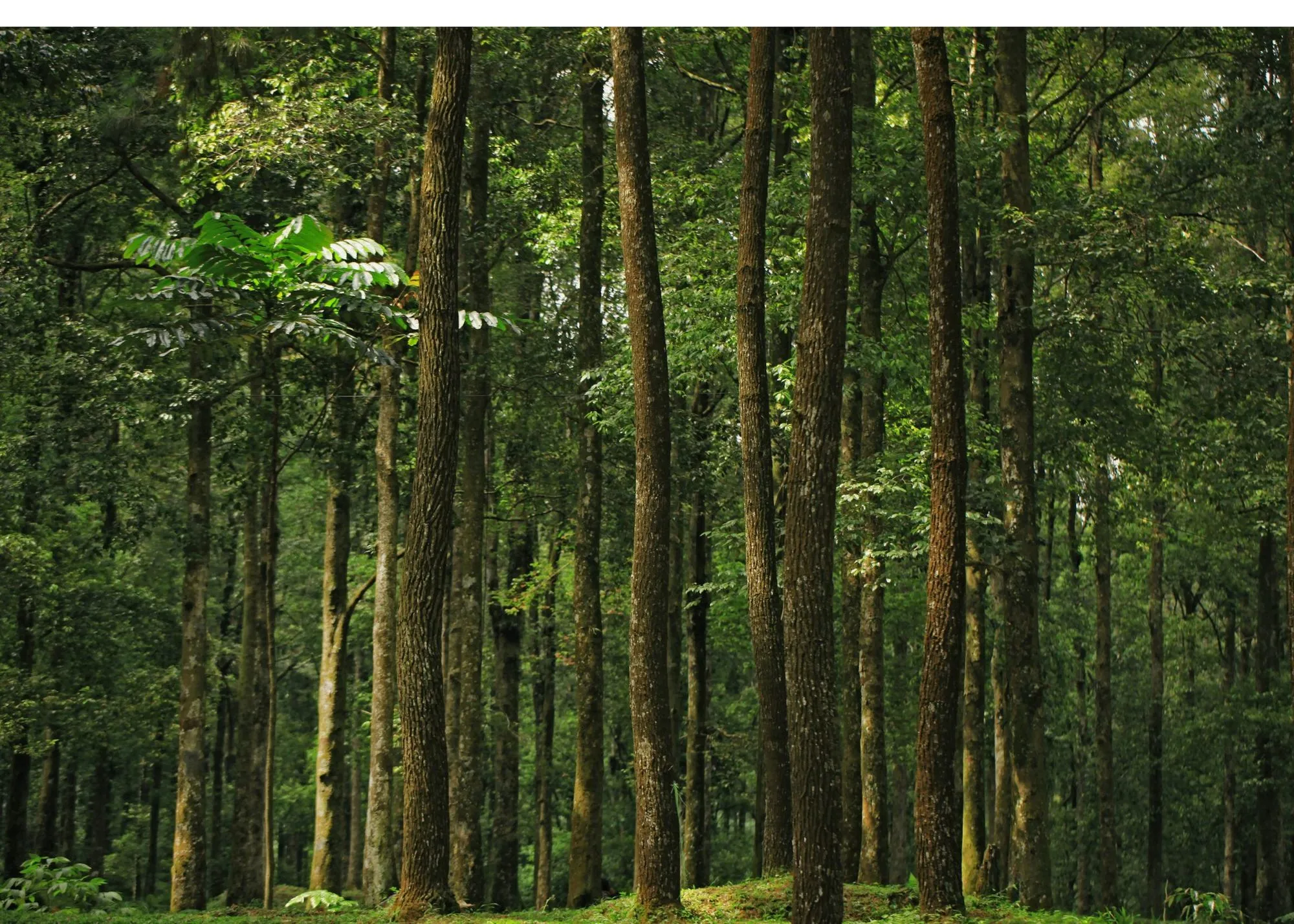 Tall trees in a Pacific Northwest forest