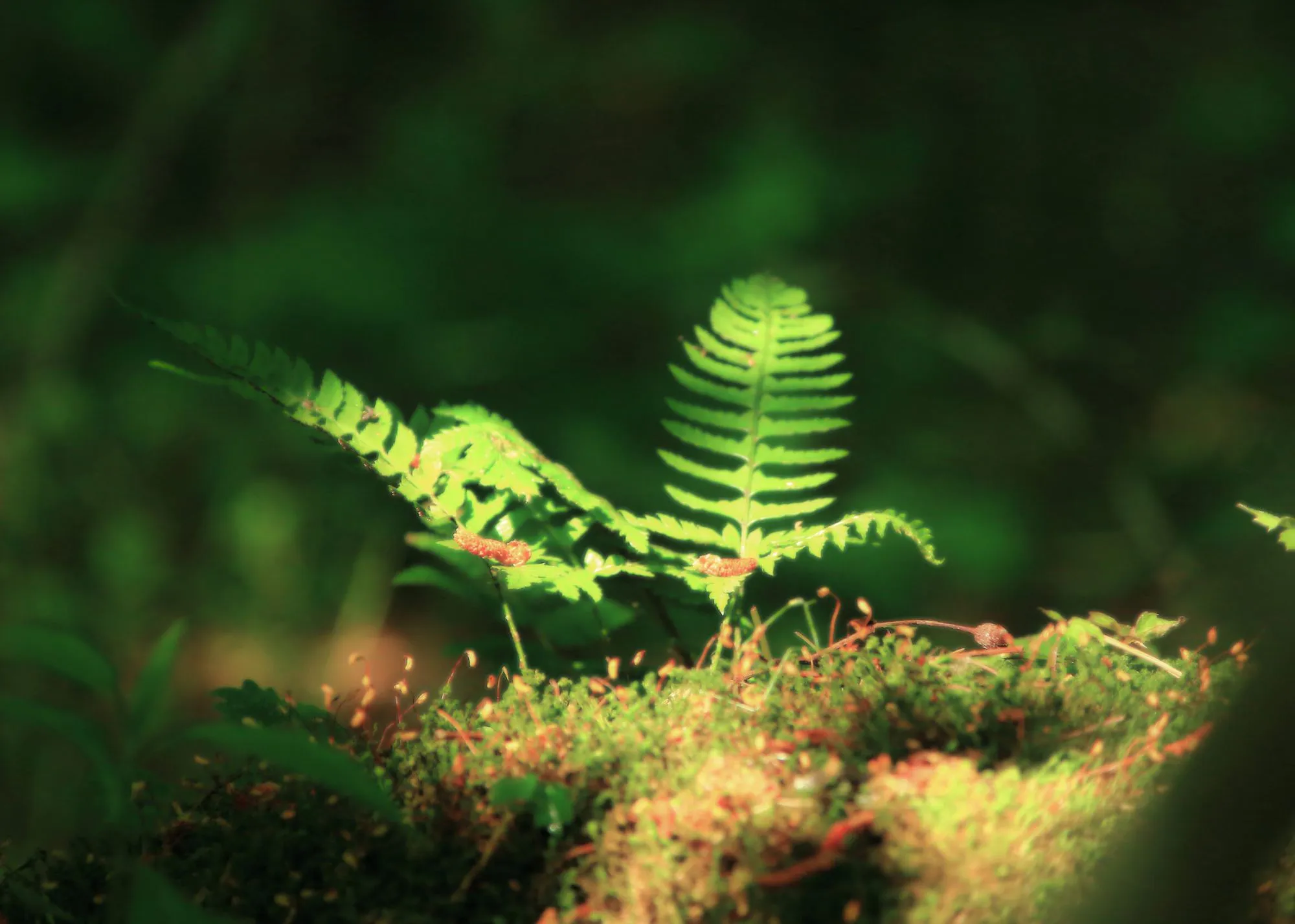 Fern unfurling in soft light