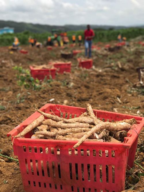 Heineken consultancies
