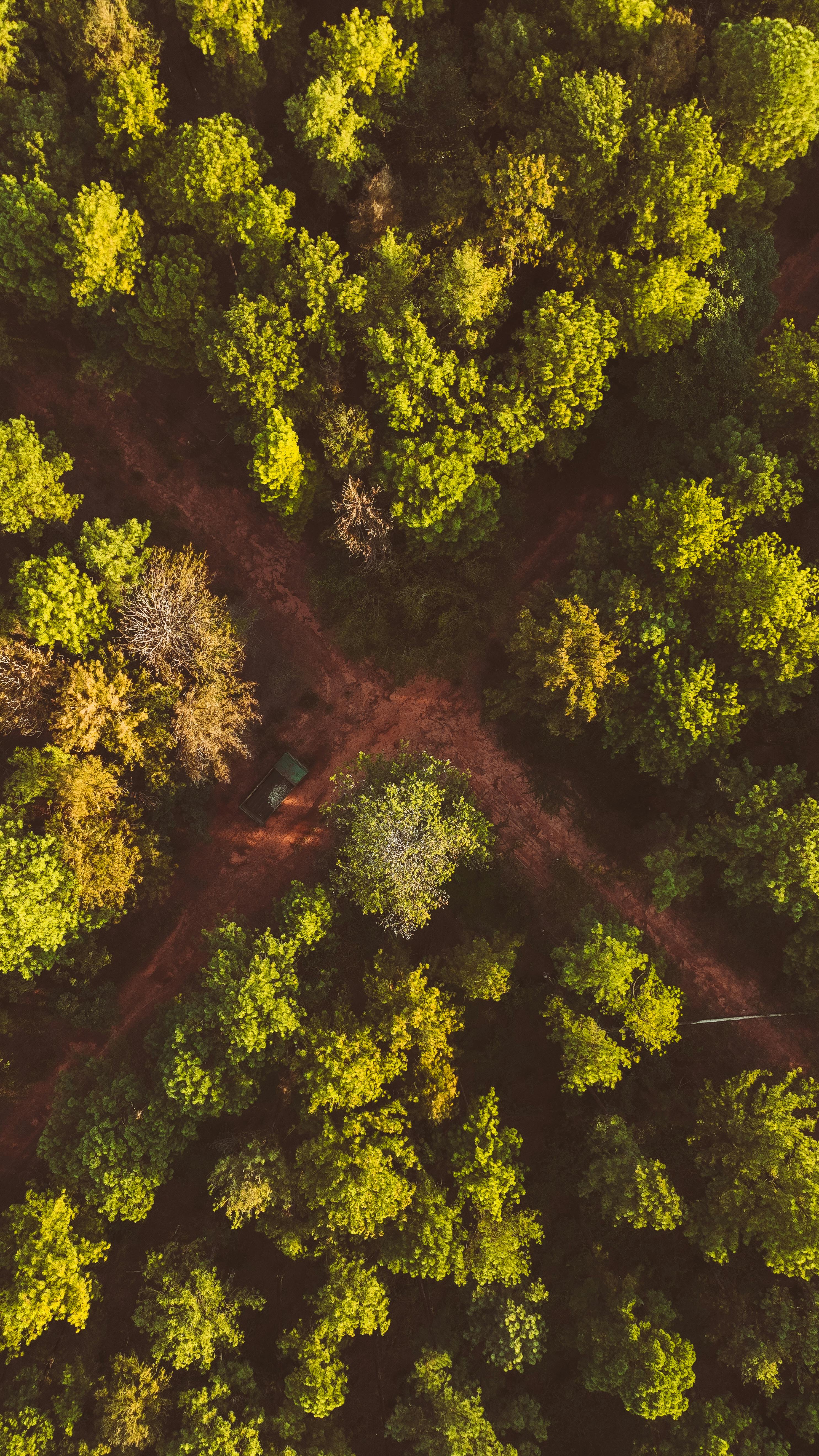 La croisée des chemins dans une forêt