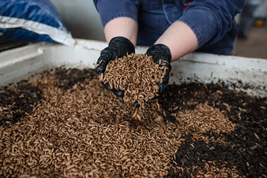 Join a behind-the-scenes tour at the Goterra Barangaroo facility using AI, robotics and insect larvae to process food waste.