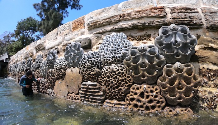 Living Seawalls tour