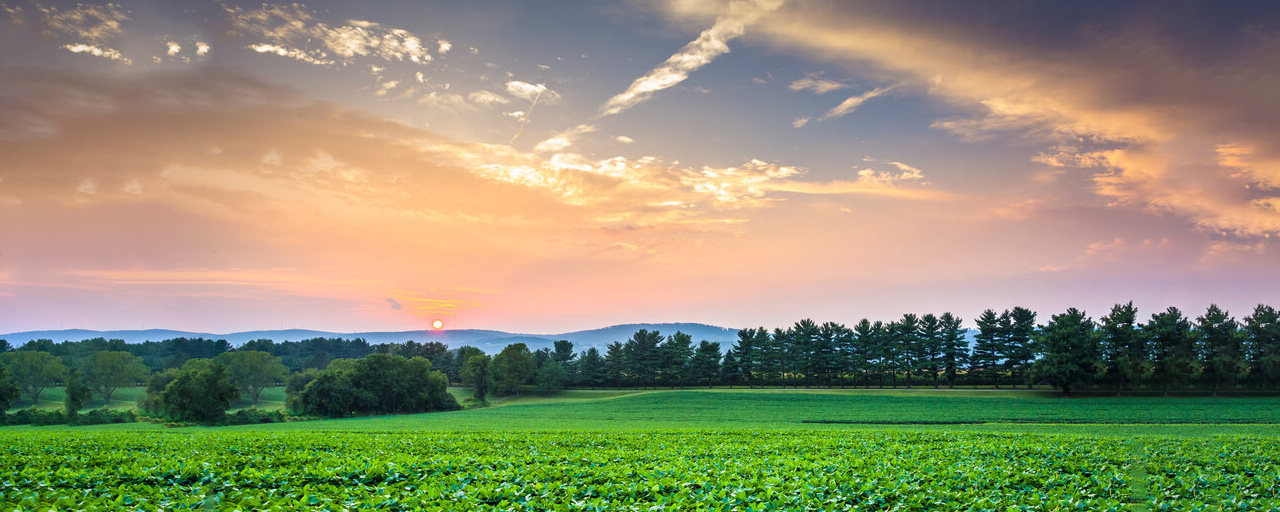 A green farm field with a brilliant orange and blue sunset