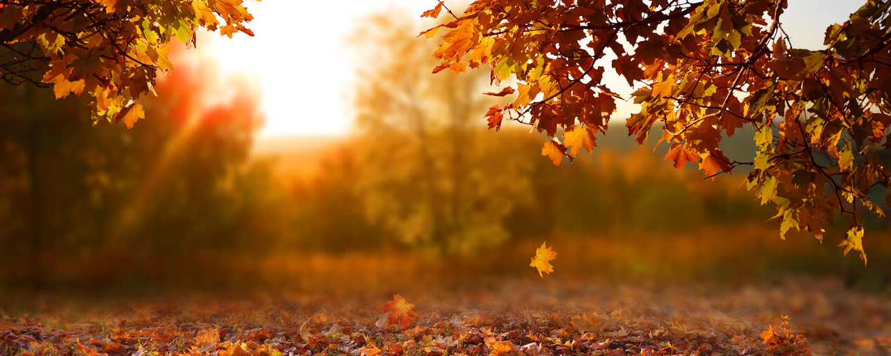 Orange and yellow leaves with the bright sun in the background