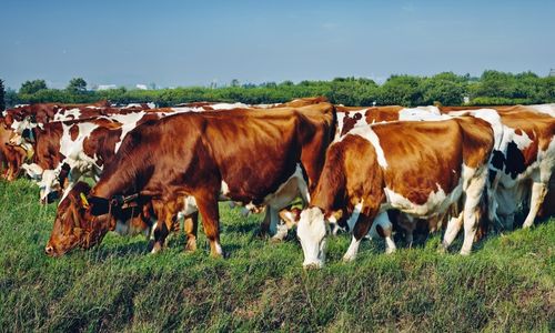 Edar Life herd or cows picture