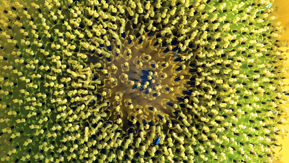 Makroaufnahme einer Sonnenblume mit tausenden strukturierten Kernen – Symbolbild für Testdatenmanagement