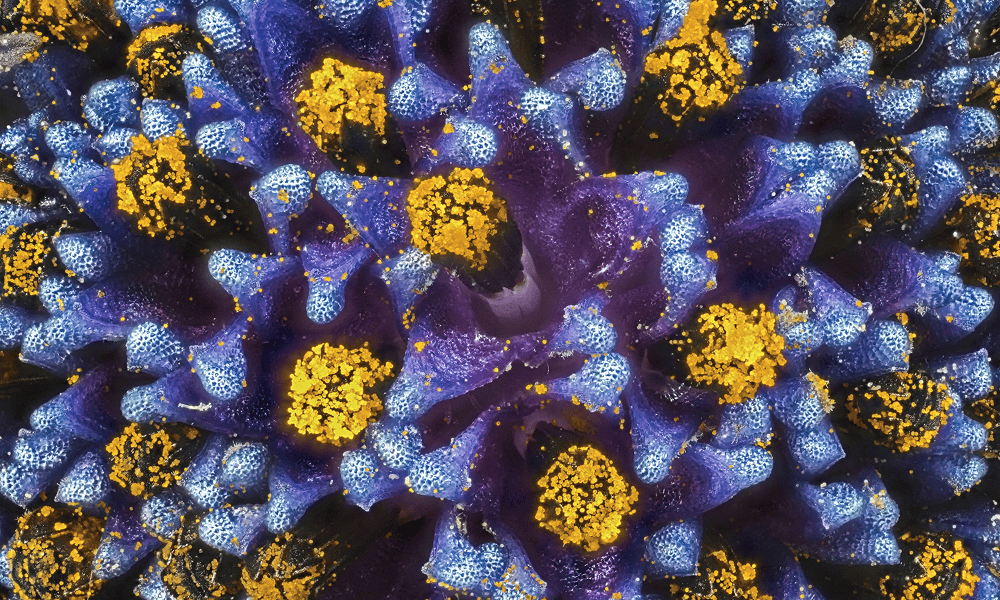 Makroaufnahme blau-violetter Blütenstrukturen mit gelben Pollenclustern – Symbolbild für DataSimulation