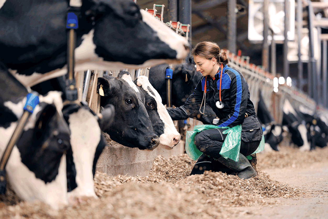  Participation à des focus groups sur de futurs traitements bovins